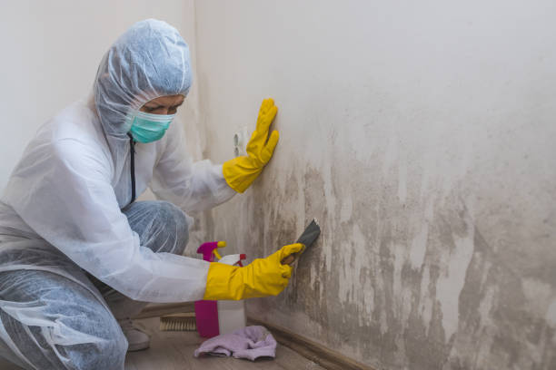 Professional Mold Removal in Somerset, MD