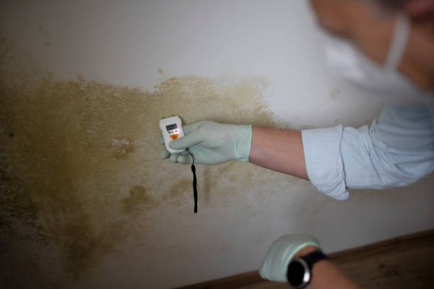 Best Commercial Mold Removal  in Somerset, MD
