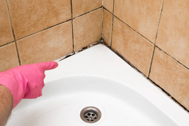 Mold Testing and Removal in Somerset, MD